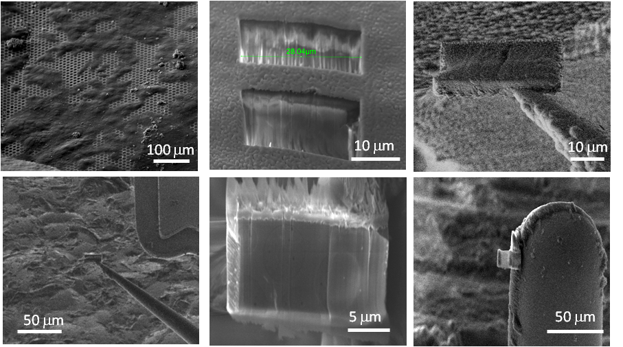 Process demonstrated on a yeast cell (Tesco value yeast) extracted as control sample to compare to literature results, which are well documented.