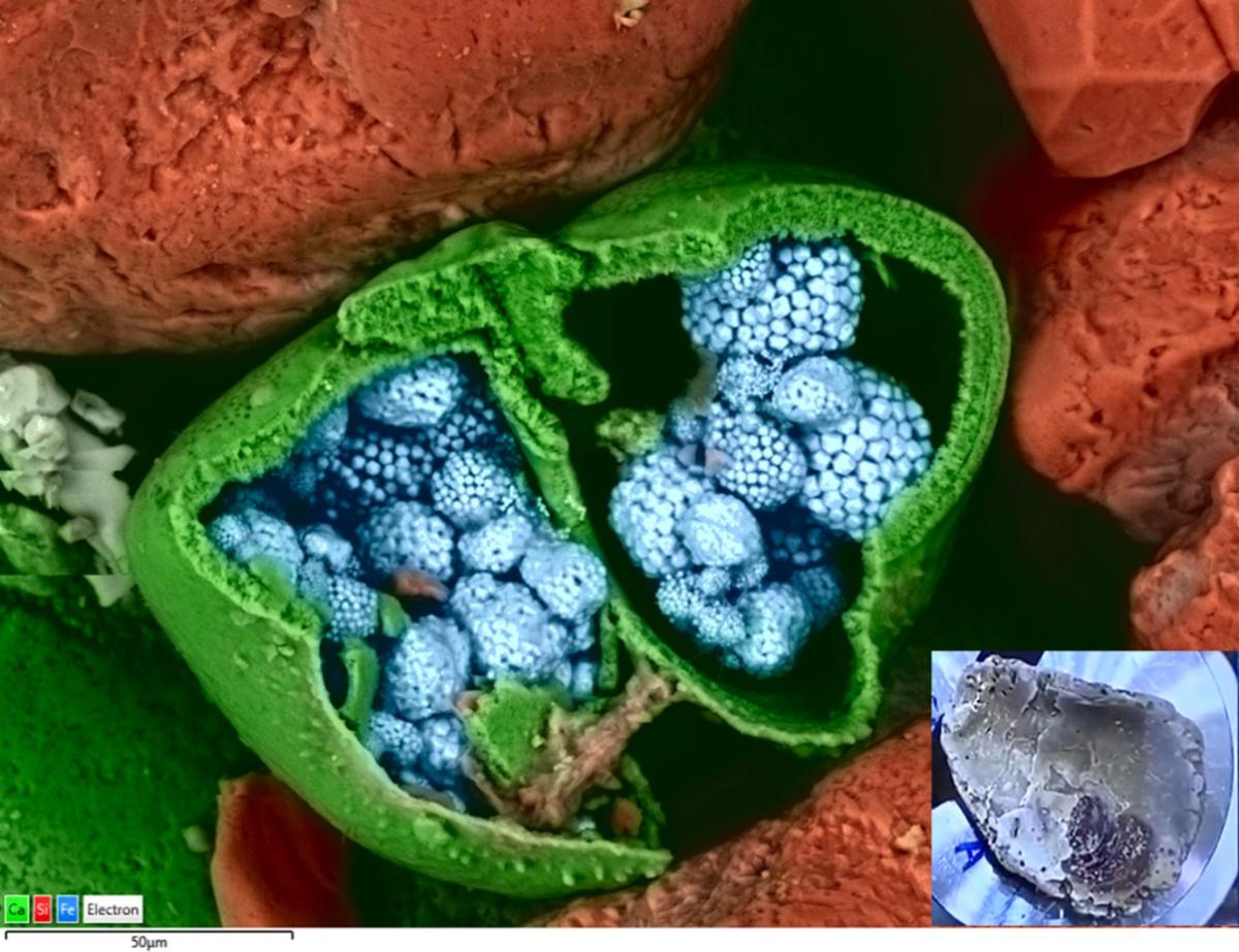 BEX imaging in VP mode reveals highly detailed morphology and elemental information even from the roughest samples