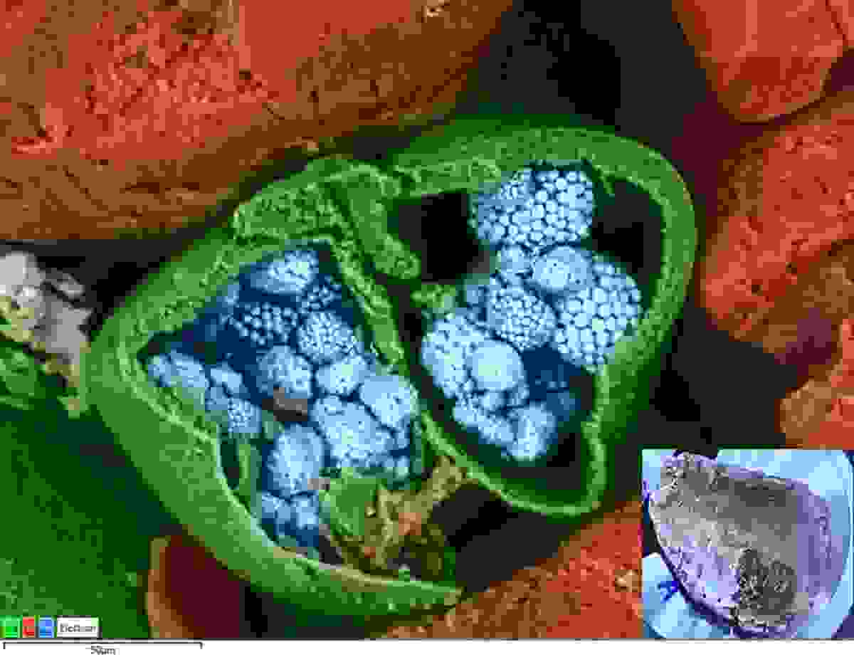 BEX imaging in VP mode reveals highly detailed morphology and elemental information even from the roughest samples