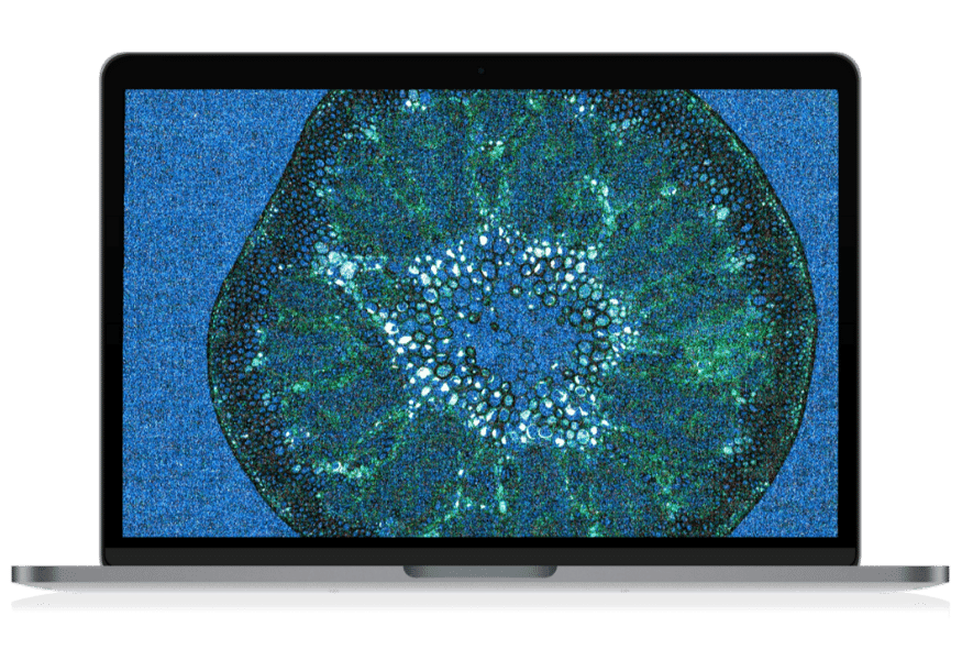 Data image of EDS wheat STEM LAM