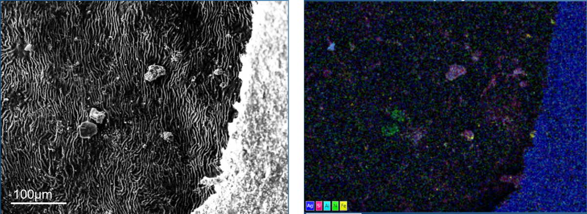 Holly leaf with particle