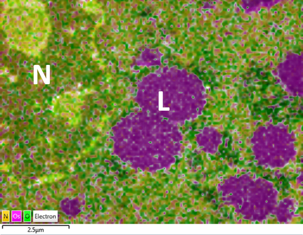 EDS layered map of a liver cell 