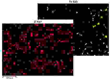 Standard EDS x-ray maps