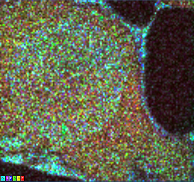 Layered EDS maps showing the distribution of elements in an unstained plant cell