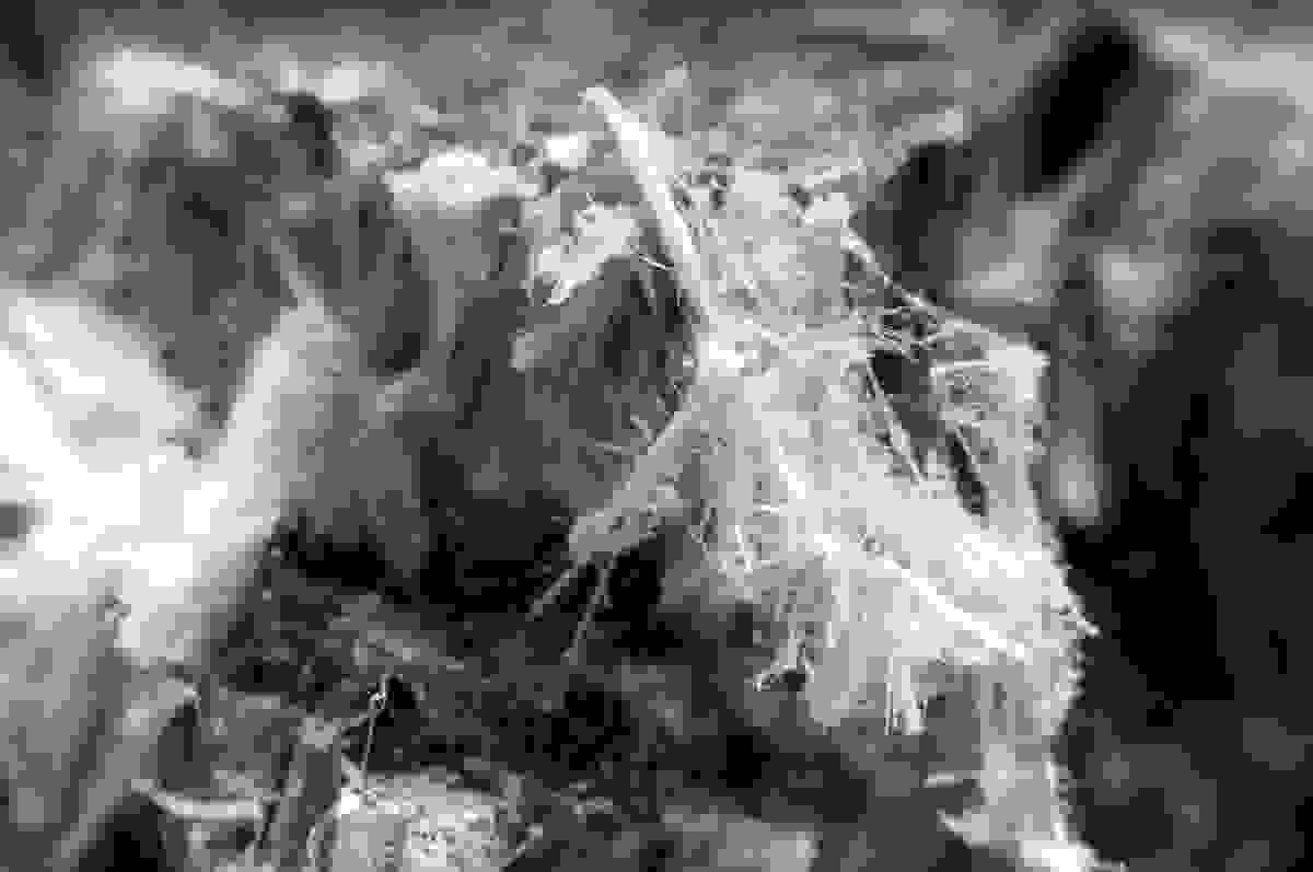 Chrysotile fibres. Chrysotile is one of the asbestos mineral species.​