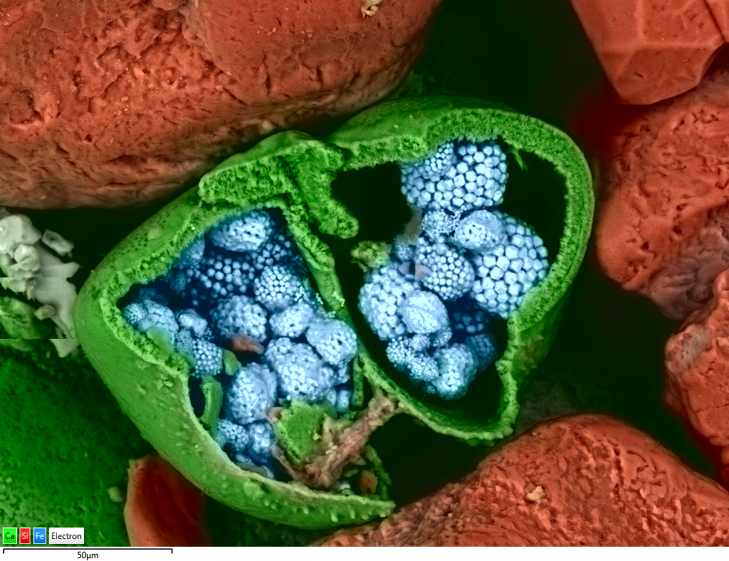 Micro-organism in seashell